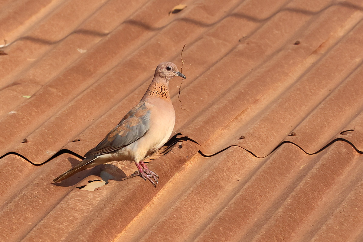 Laughing Dove